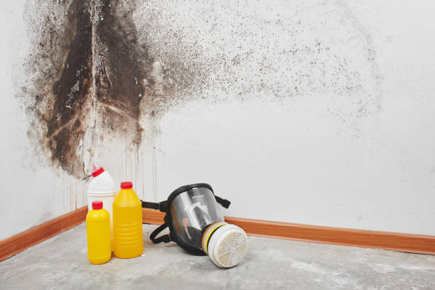 Mold Removal and Inspection in New Castle, CO