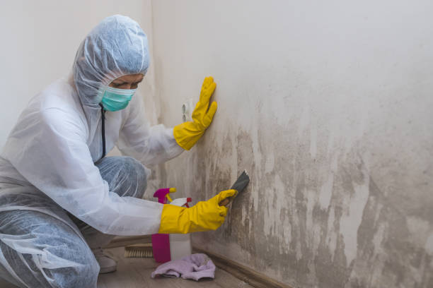 Best Attic Mold Removal  in New Castle, CO