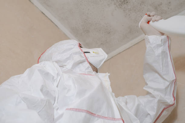 Best Office Mold Removal Services  in New Castle, CO