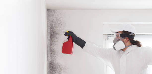 Best Residential Mold Removal  in New Castle, CO