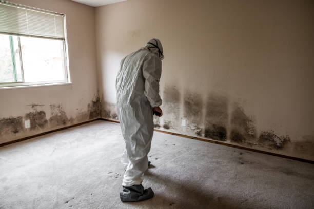 Best Mold Removal and Inspection  in New Castle, CO