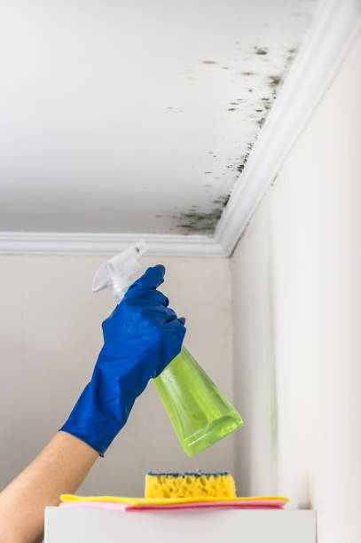Best Commercial Mold Removal  in New Castle, CO